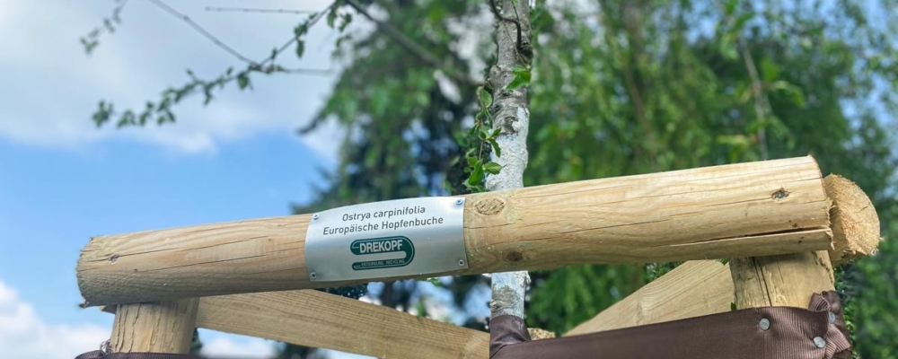 Baum mit Drekopf Logo