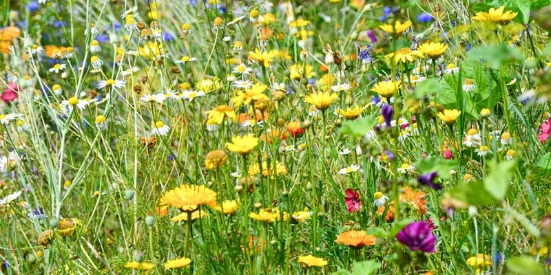 Wiese mit bunten Blumen