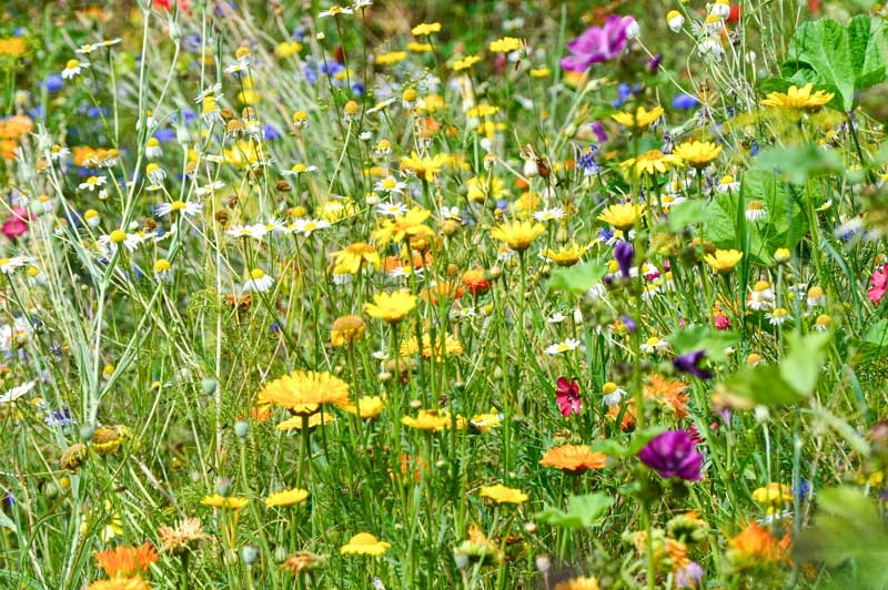 Wiese mit bunten Blumen